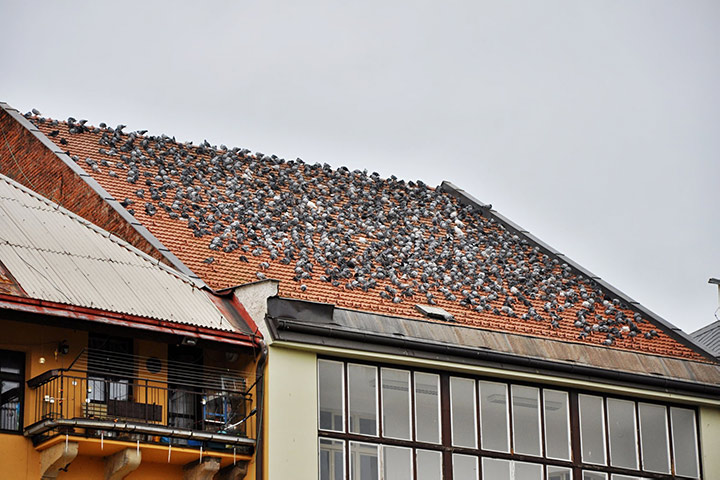 A2B Pest Control are able to install spikes to deter birds from roofs in Sittingbourne. 