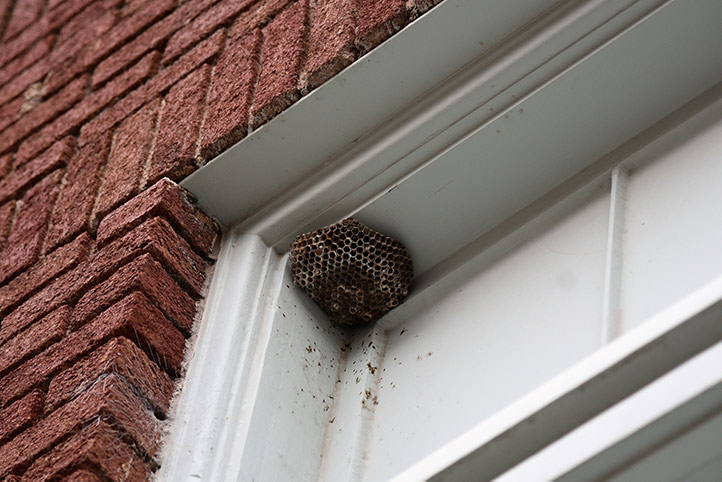 We provide a wasp nest removal service for domestic and commercial properties in Sittingbourne.